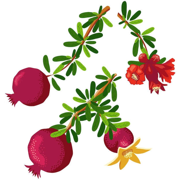 Pomegranate branches with fruits and flowers Symbol of good luck eternal life love fertility abundance Symbol of Israel and Azerbaijan