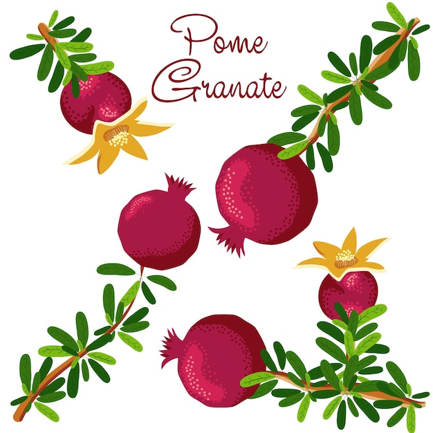 Pomegranate branches with fruits and flowers Symbol of good luck eternal life love fertility abundance Symbol of Israel and Azerbaijan