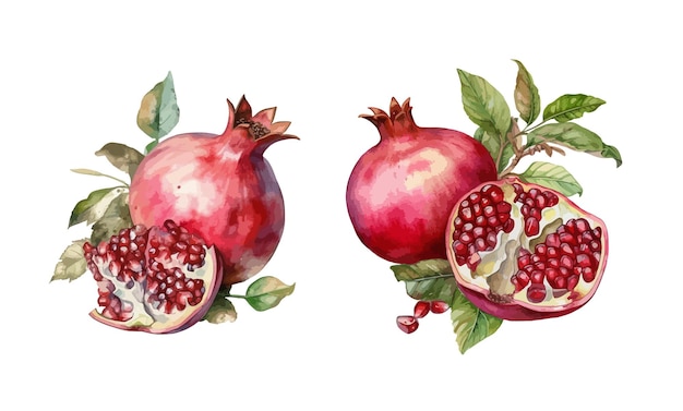 Pomegranate clipart isolated vector illustration