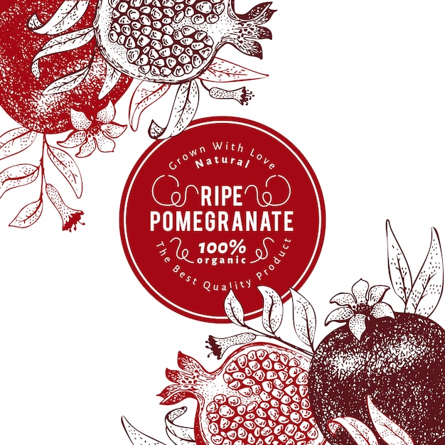 Pomegranate fruit design template. Hand drawn vector fruit illustration. Engraved style retro botanical background.