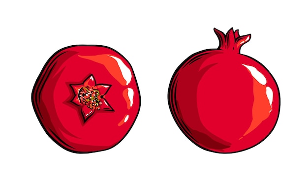 Pomegranate fruit side view and top view Colored exotic pomegranate fruit Vector illustration