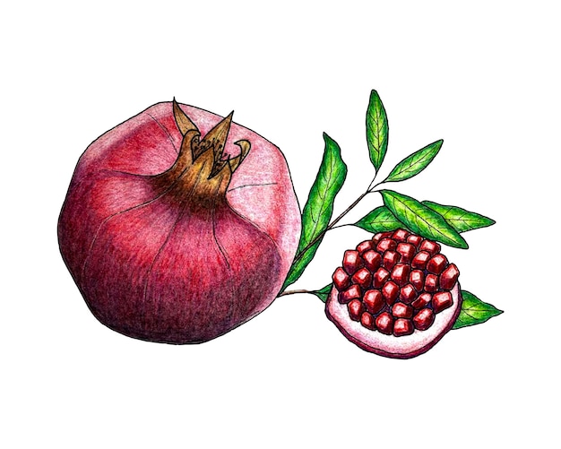 Pomegranate fruit sketch handmade pencil drawing a piece with grains a sprig of leaves Vector