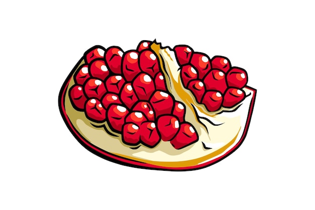 Pomegranate fruit with seeds. Colored exotic pomegranate fruit. Vector illustration