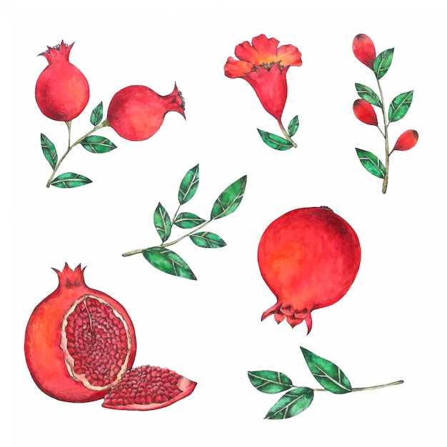 Pomegranate hand painted in watercolor collection