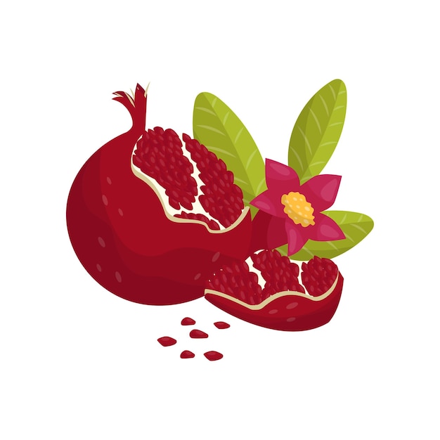 Pomegranate juicy fresh fruit with leaves and flower vector Illustration on a white background