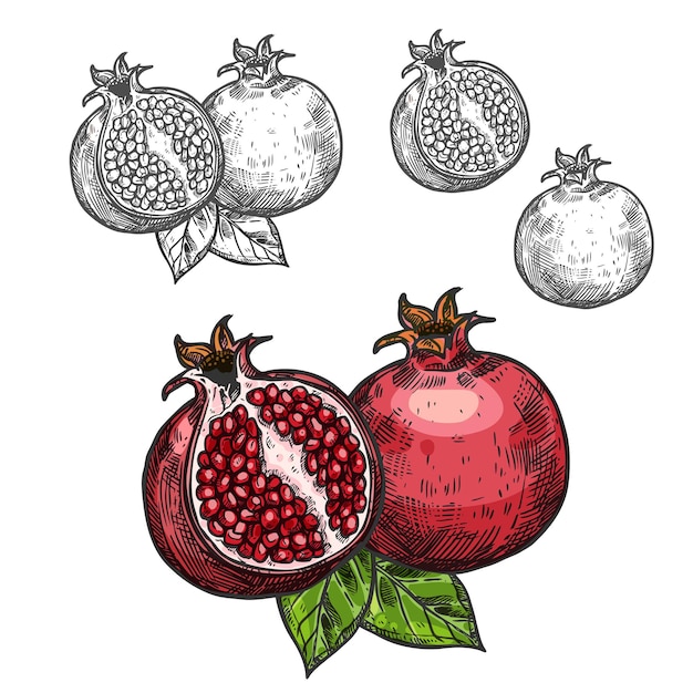 Pomegranate vector sketch fruit cut section icon