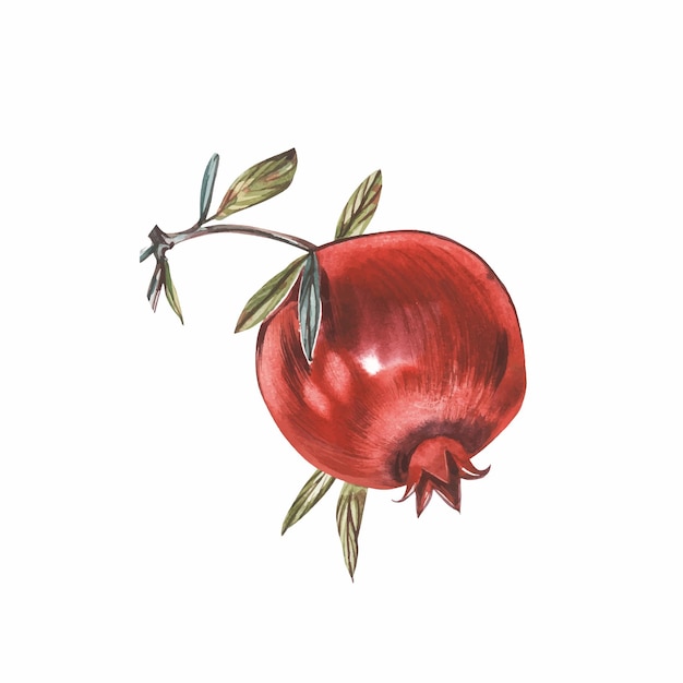 Pomegranate whole with leaves watercolor illustration isolated on white background