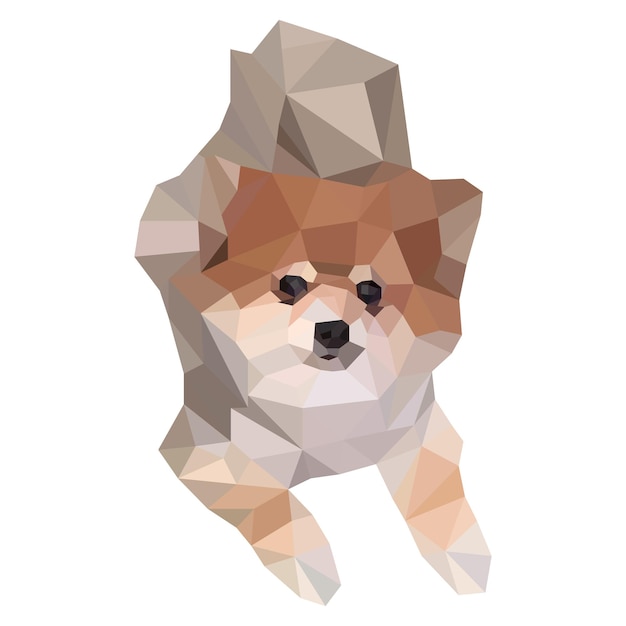 Pomeranian dog