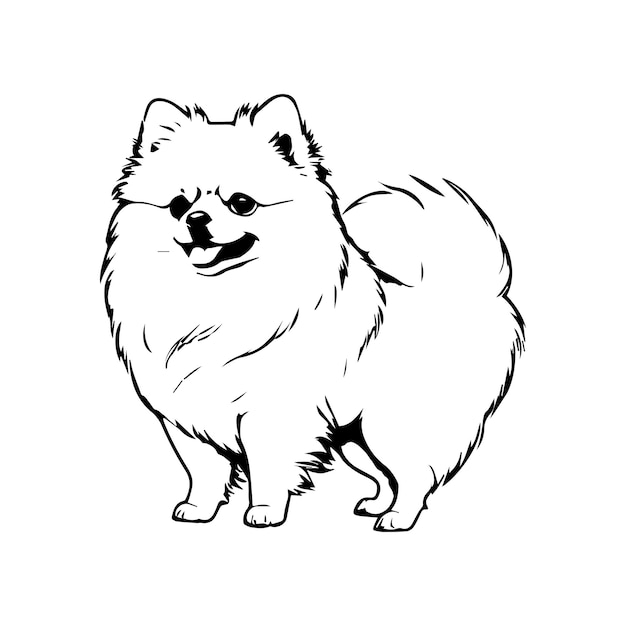 Vector pomeranian minimal line art drawing