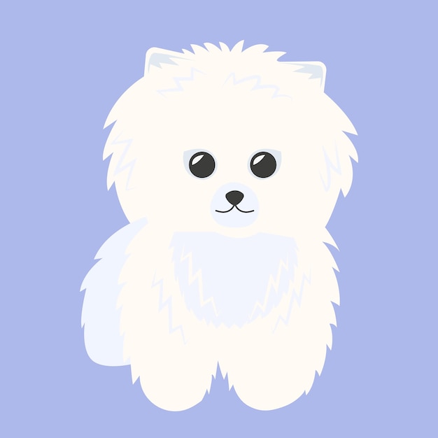 Pomeranian Spitz white isolated on white background. Little dog