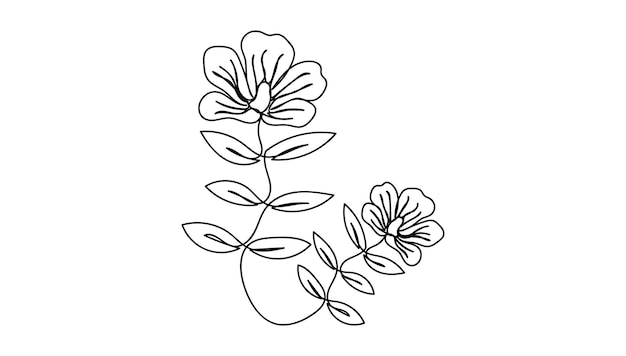 Poppies flowers continuous line drawing