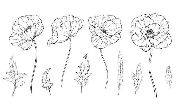 Poppy Flower Line Art Fine Line Poppy Bouquets Hand Drawn Illustration Coloring Page with Flowers