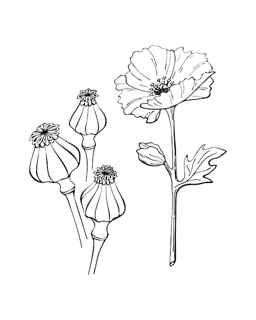 Poppy flower seed pod outline hand drawn doodle drawing isolated white background