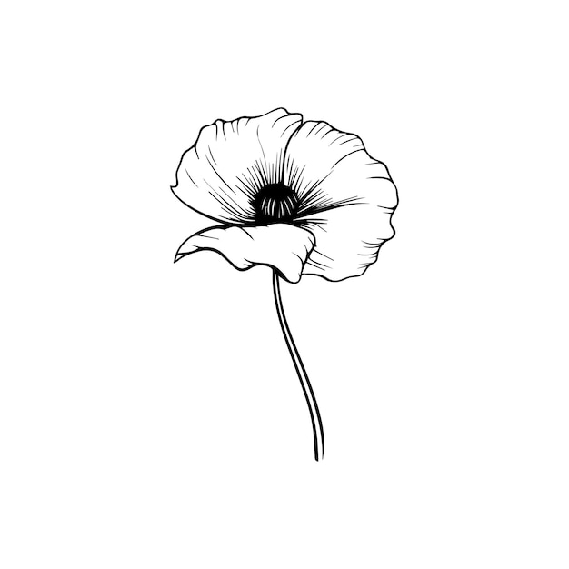 Vector poppy flower vector illustration