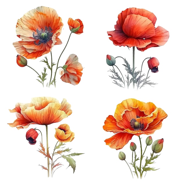 Poppy flower watercolor paint collection