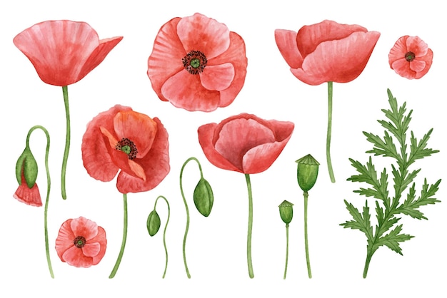 Poppy flowers hand drawn watercolor botanical set Flower clipart collection Red flower illustration