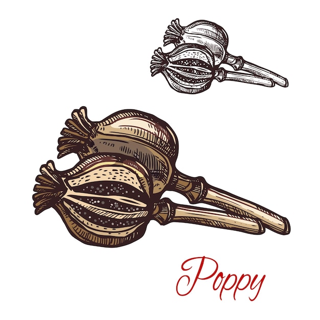 Poppy pod seasoning plant vector sketch plant icon