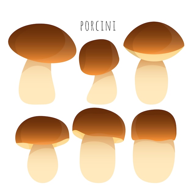 Porcini mushroom set