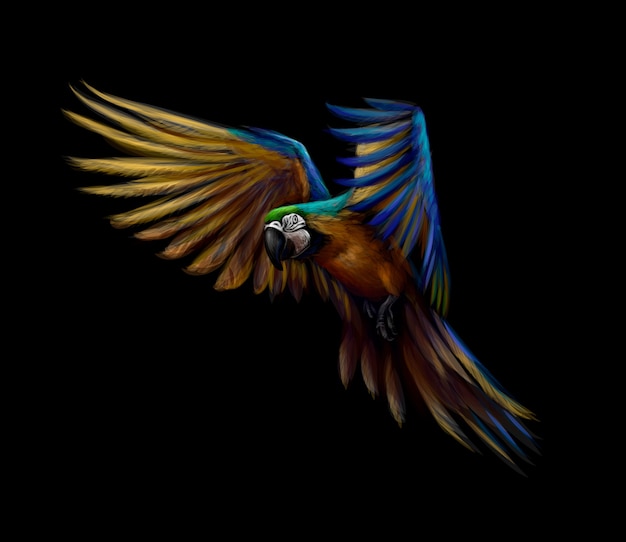 Vector portrait blue-and-yellow macaw in flight on a black background. ara parrot, tropical parrot.  illustration