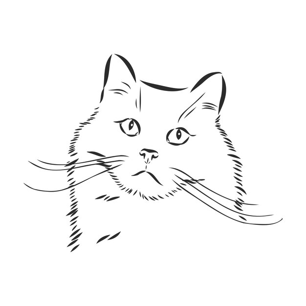 Vector portrait of a cat, domestic cat, vector illustration of a sketch