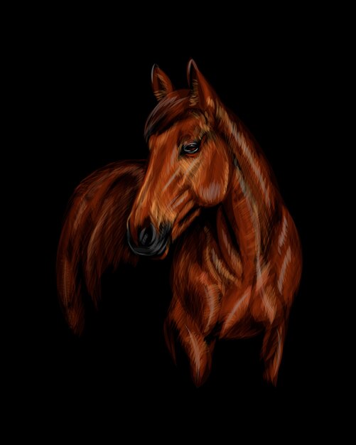 Vector portrait of the horse on the black background.  illustration of paints