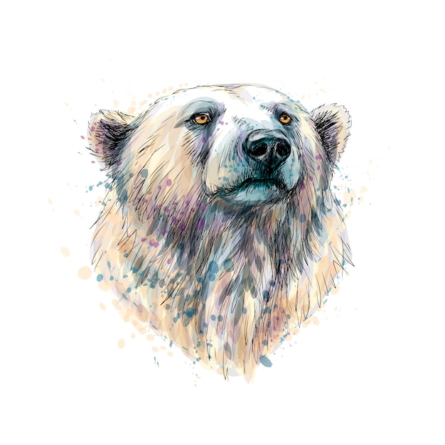 Portrait of a polar bear head from a splash of watercolor, hand drawn sketch.  illustration of paints