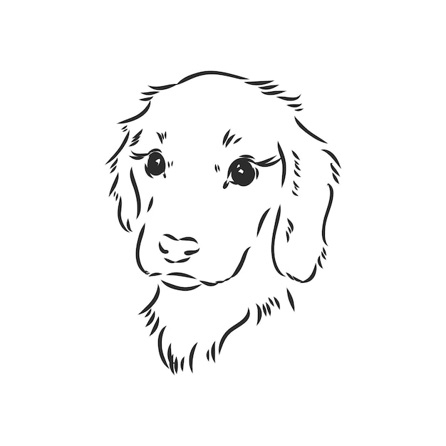 portrait of a sad puppy  Vector illustration portrait of a puppy vector sketch