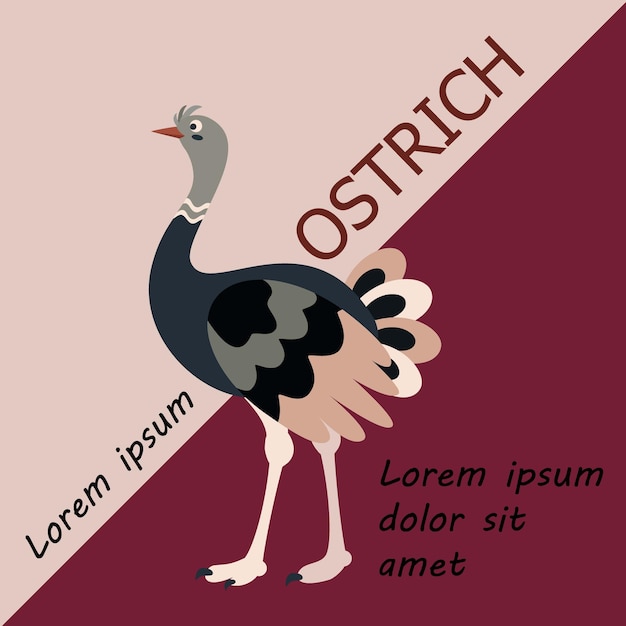 Vector poster banner with ostrich bird and text poster layout design letters