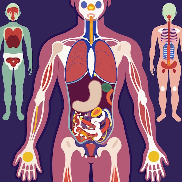 a poster of a human body with a human body and a human body