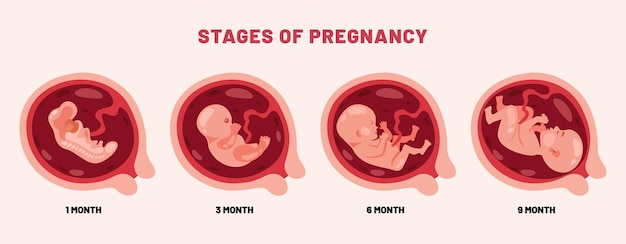 Vector a poster showing the stages of pregnancy and the birth of pregnant babies