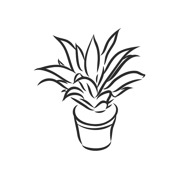 Pot plants  indoor plant vector sketch on a white background