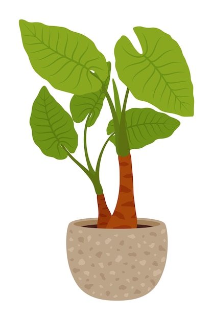 Pot with Alocasia odora green plant Cartoon vector striking houseplant with large glossy leaves with veins and distinctive upright growth Isolated tropical flower for home and office indoor spaces