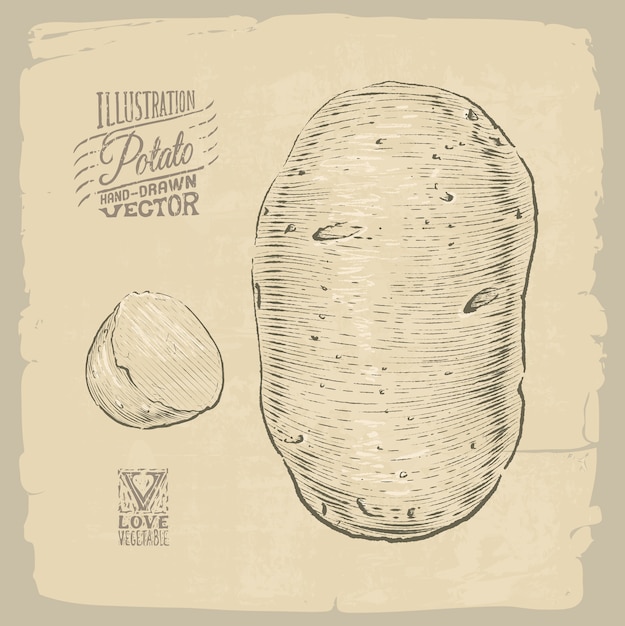 Potato illustration