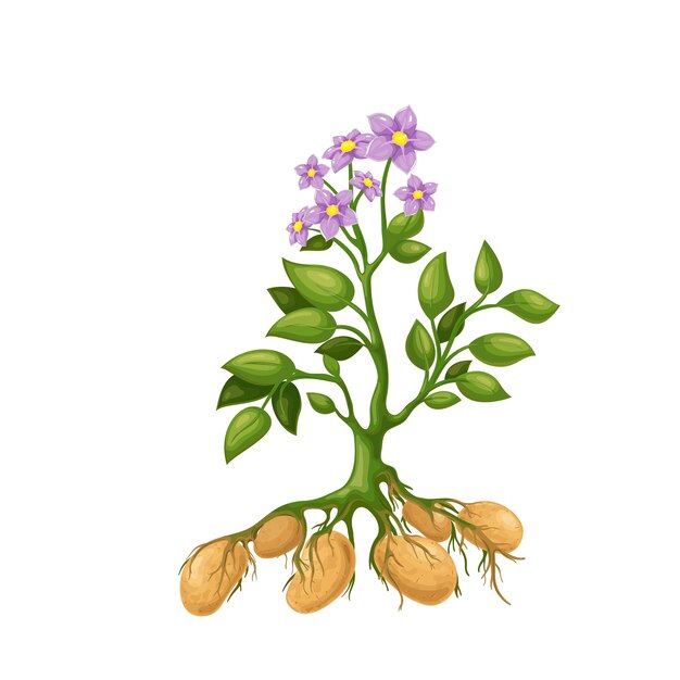 Vector potato plant with flowers, roots and tubers. harvesting potatoes   illustration.