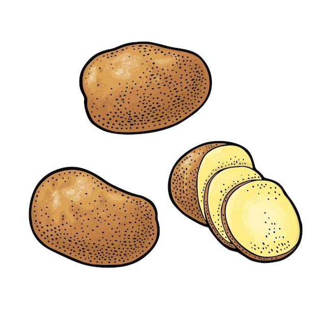 Potato whole and slice Vector engraving vintage