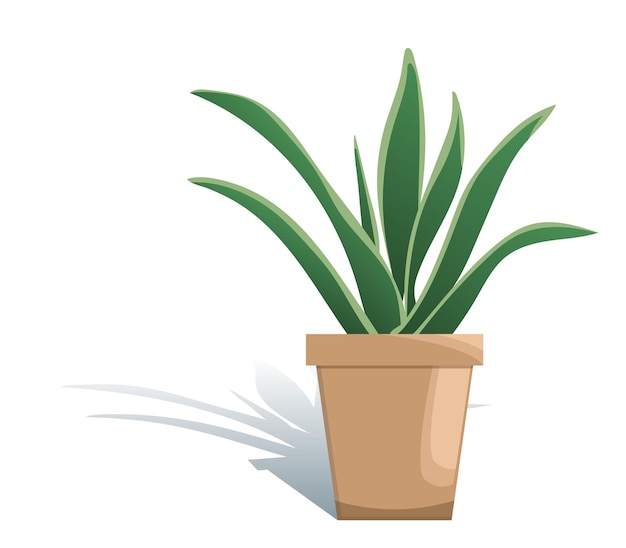 Potted houseplant sansevieria vector illustration. Succulent in flat modern style. Isolated on white