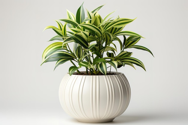 Potted plants for home and garden