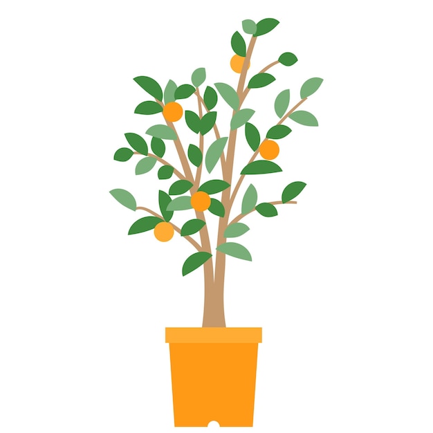 A potted tangerine tree