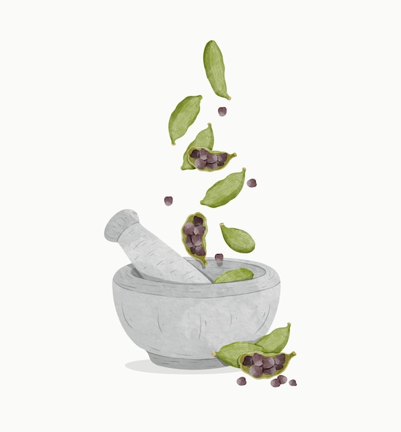 Pounding cardamom in porcelain mortar. watercolour style vector illustration.