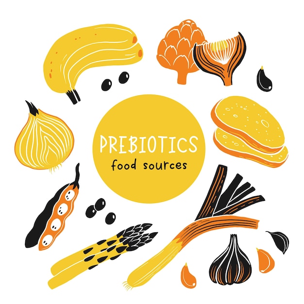 Prebiotic products sources of these bacteria nutrient rich food Flat vector illustration of soy beans asparagus onion banana garlic artichoke