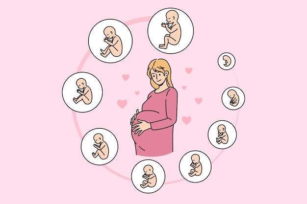 Pregnant woman touch belly ready for future maternity. Pregnancy embryo stages development. Baby childbirth phases by month. Fertility, ivf, motherhood concept. Vector illustration.