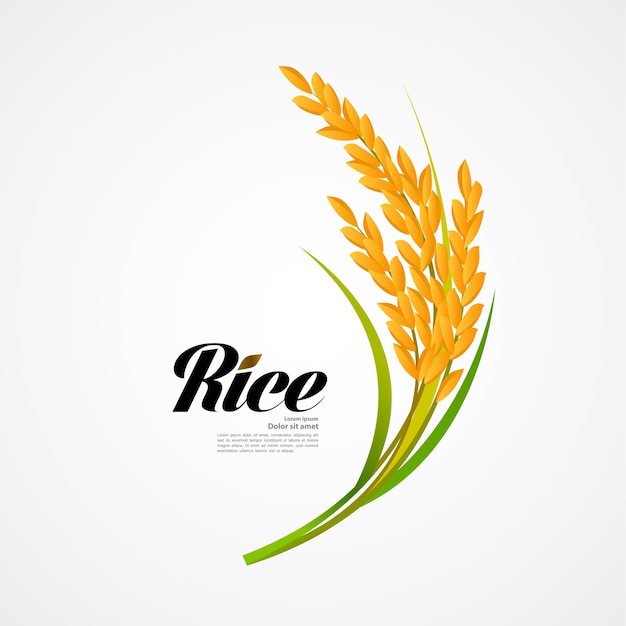 Premium Rice great quality design concept