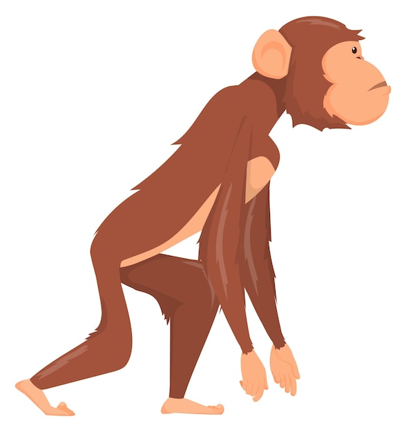 Primate side view Walking animal Cartoon chimpanzee isolated on white background