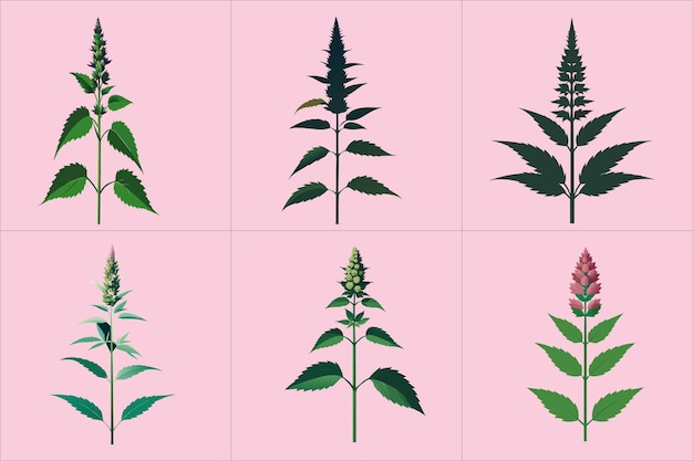 Print A vector illustration of motherwort