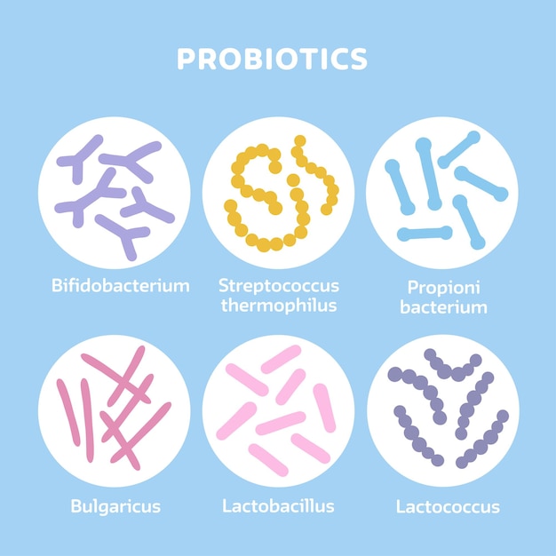 Probiotics bacteria set gut microbiota with healthy prebiotic bacillus lactobacillus streptococcus b