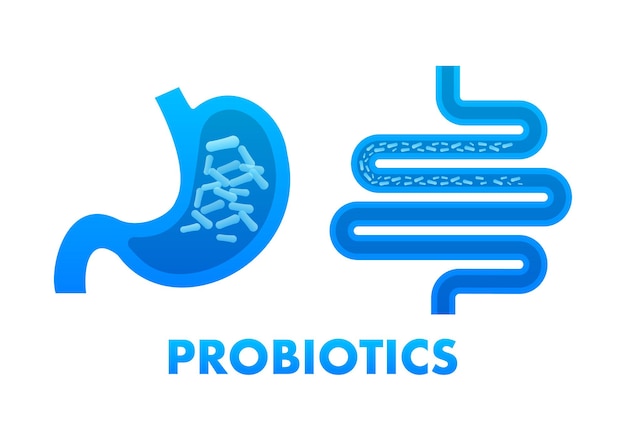 Probiotics Probiotics examine the intestinal microflora Biology Vector stock illustration