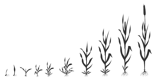 Process of growing wheat in stages Grain germination infographic black silhouette illustration