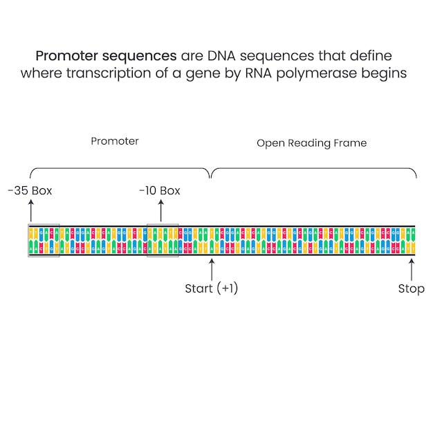 Promoter DNA Sequences genome sciences vector illustration infographic