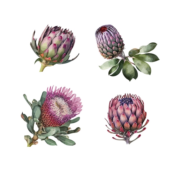 Protea clipart isolated vector illustration