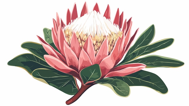 Vector protea flower clipart vector illustration isolated on white background